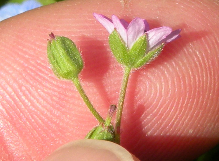 Parco Regionale dell''Adda Sud - Geranium molle